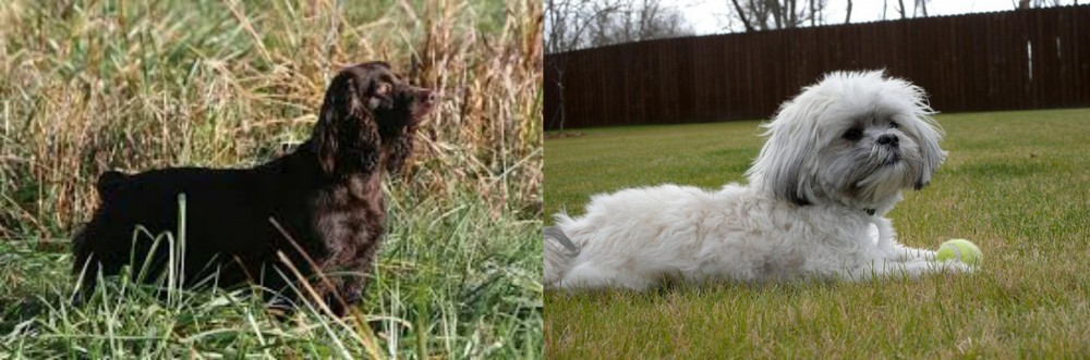 Mal-Shi vs Boykin Spaniel - Breed Comparison
