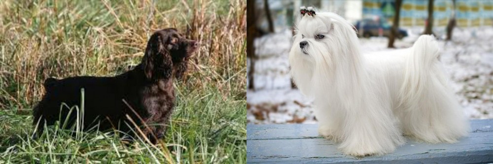 Maltese vs Boykin Spaniel - Breed Comparison