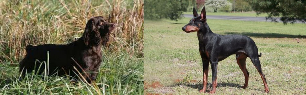 Manchester Terrier vs Boykin Spaniel - Breed Comparison