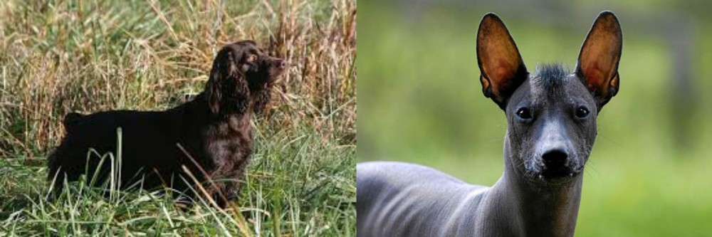 Mexican Hairless vs Boykin Spaniel - Breed Comparison