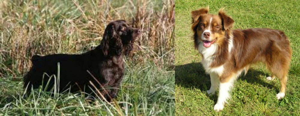 Miniature Australian Shepherd vs Boykin Spaniel - Breed Comparison