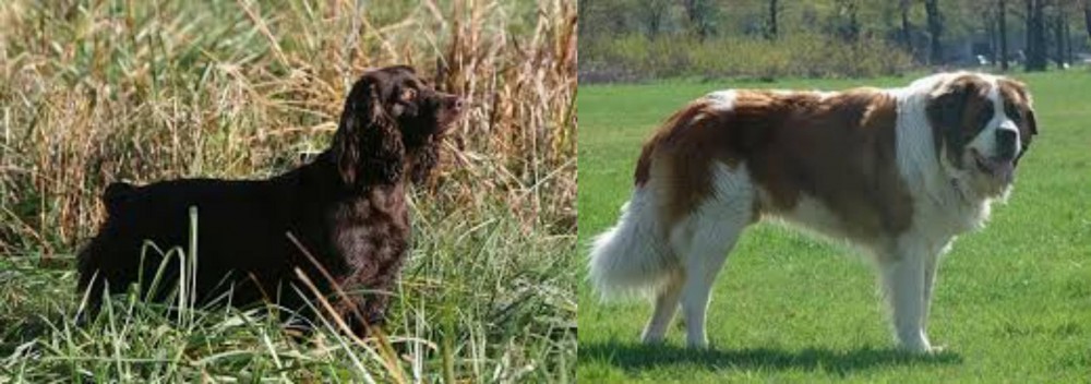 Moscow Watchdog vs Boykin Spaniel - Breed Comparison