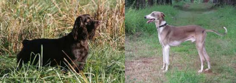 Mudhol Hound vs Boykin Spaniel - Breed Comparison