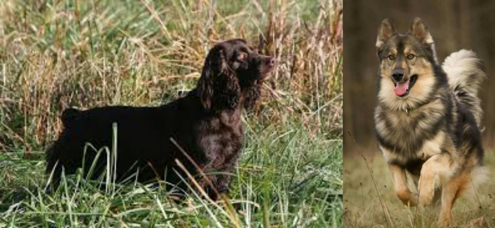 Native American Indian Dog vs Boykin Spaniel - Breed Comparison