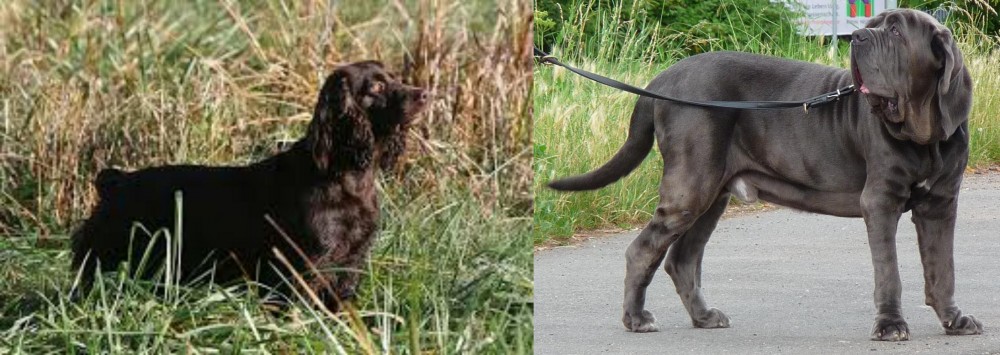Neapolitan Mastiff vs Boykin Spaniel - Breed Comparison