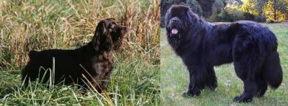 Newfoundland Dog vs Boykin Spaniel - Breed Comparison