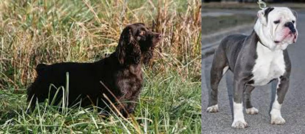 Old English Bulldog vs Boykin Spaniel - Breed Comparison