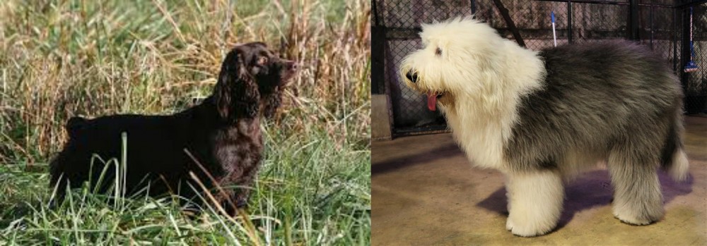 Old English Sheepdog vs Boykin Spaniel - Breed Comparison