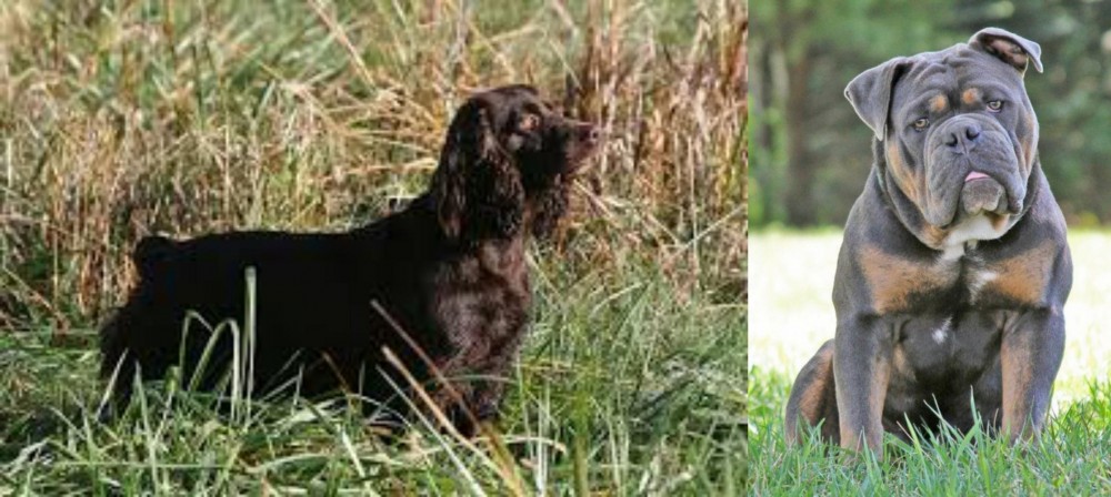 Olde English Bulldogge vs Boykin Spaniel - Breed Comparison