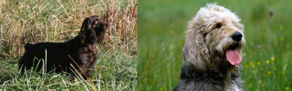 Otterhound vs Boykin Spaniel - Breed Comparison
