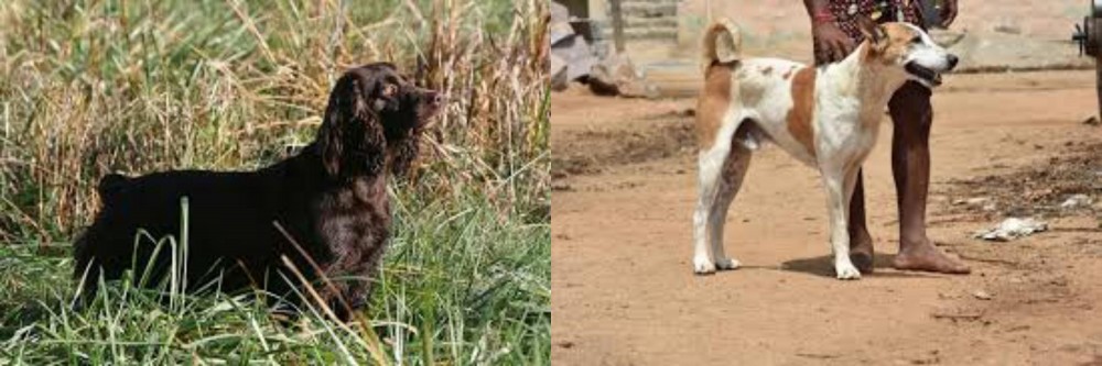 Pandikona vs Boykin Spaniel - Breed Comparison
