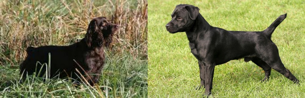 Patterdale Terrier vs Boykin Spaniel - Breed Comparison