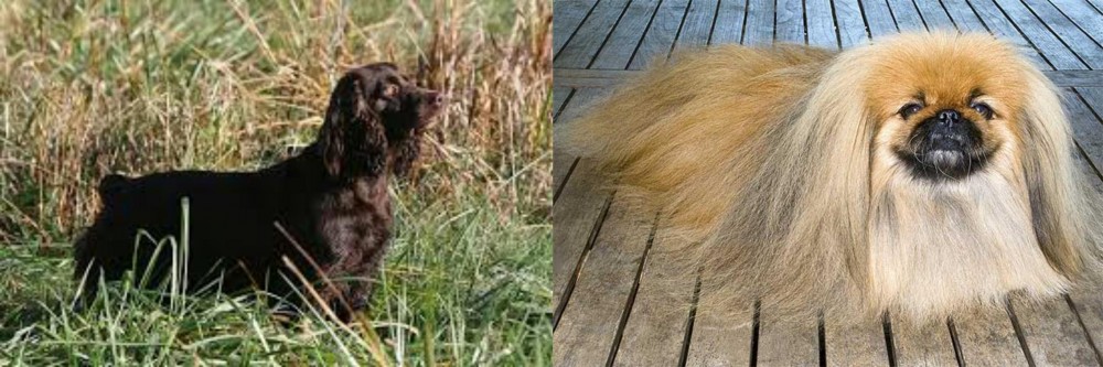 Pekingese vs Boykin Spaniel - Breed Comparison