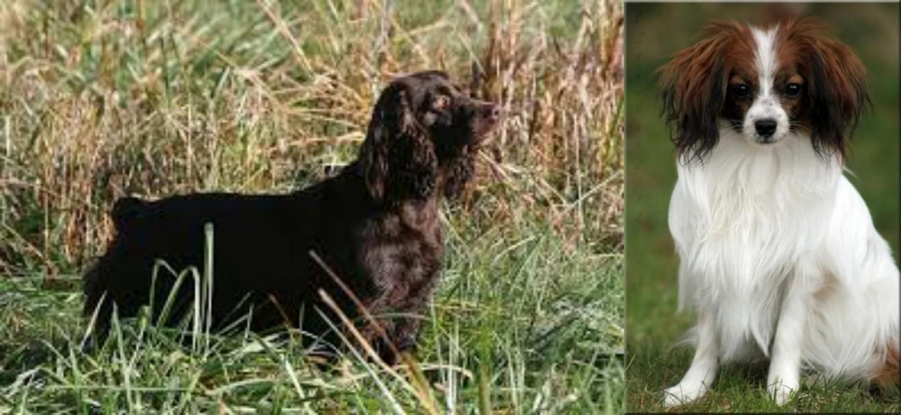 Phalene vs Boykin Spaniel - Breed Comparison