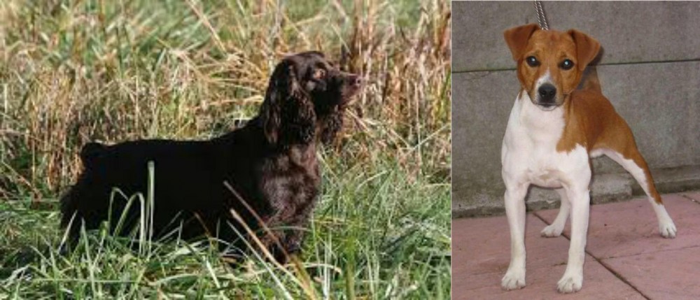 Plummer Terrier vs Boykin Spaniel - Breed Comparison