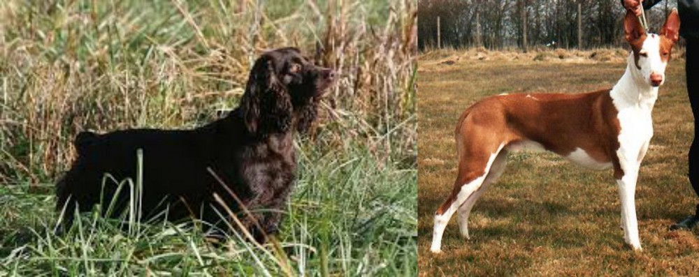 Podenco Canario vs Boykin Spaniel - Breed Comparison