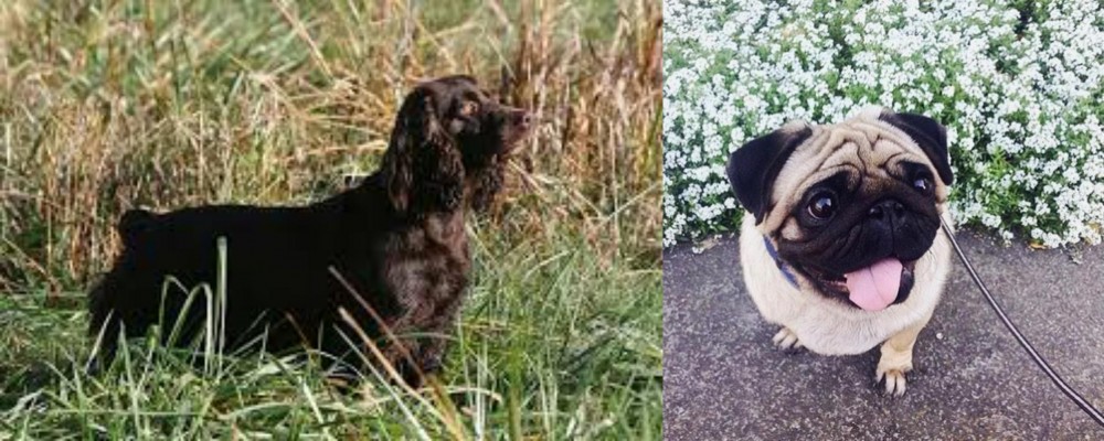 Pug vs Boykin Spaniel - Breed Comparison
