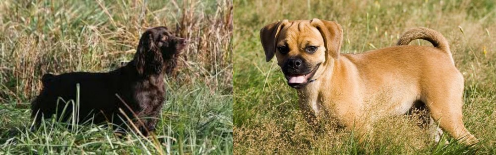 Puggle vs Boykin Spaniel - Breed Comparison