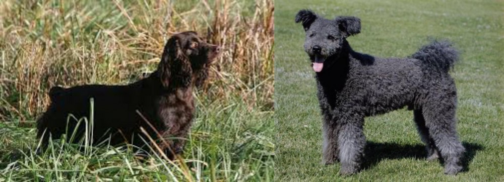 Pumi vs Boykin Spaniel - Breed Comparison
