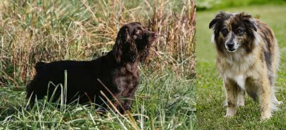 Pyrenean Shepherd vs Boykin Spaniel - Breed Comparison