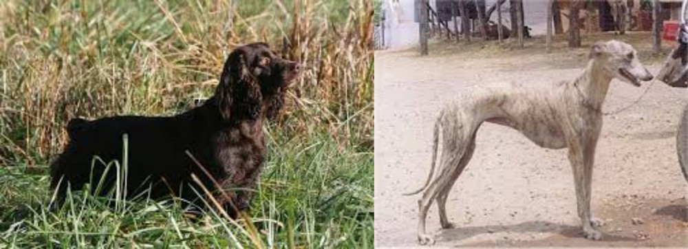 Rampur Greyhound vs Boykin Spaniel - Breed Comparison