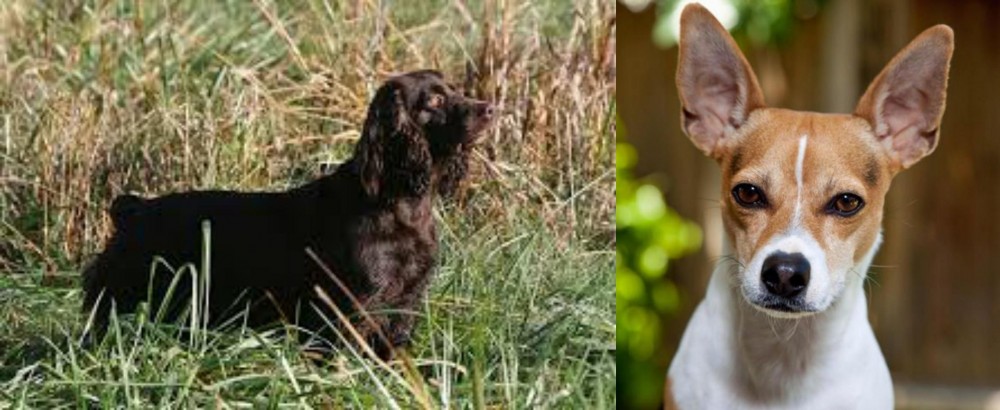 Rat Terrier vs Boykin Spaniel - Breed Comparison