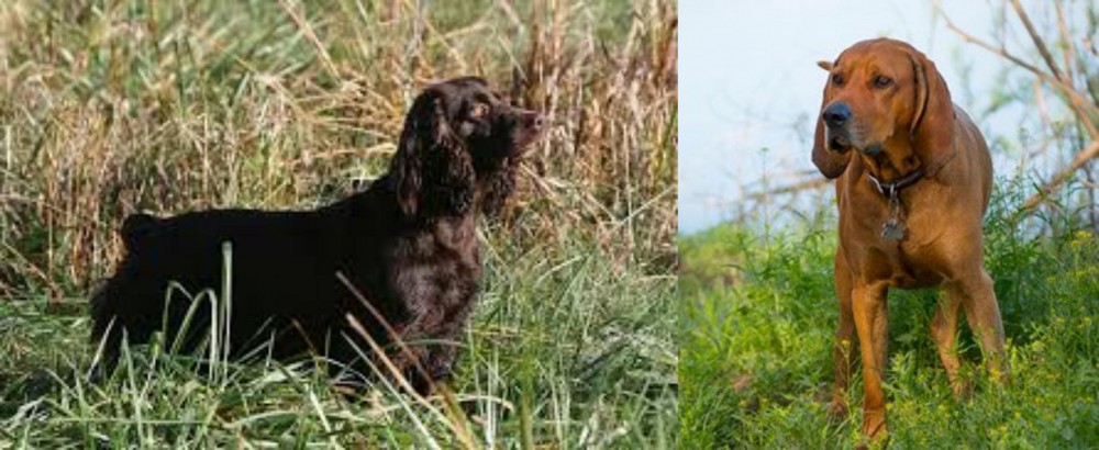 Redbone Coonhound vs Boykin Spaniel - Breed Comparison