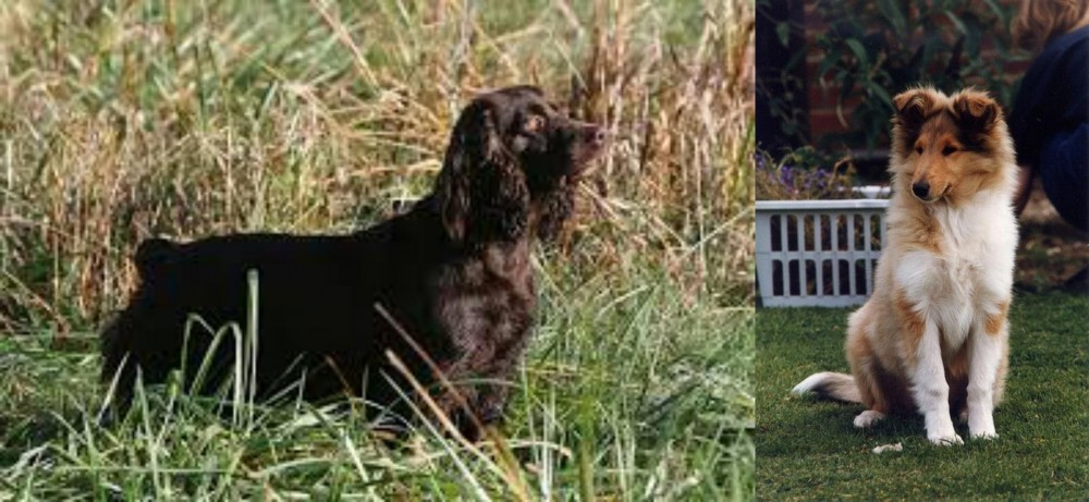 Rough Collie vs Boykin Spaniel - Breed Comparison