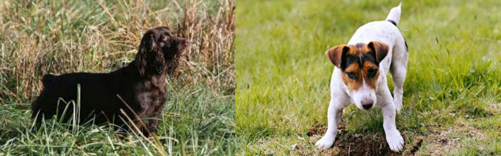 Russell Terrier vs Boykin Spaniel - Breed Comparison