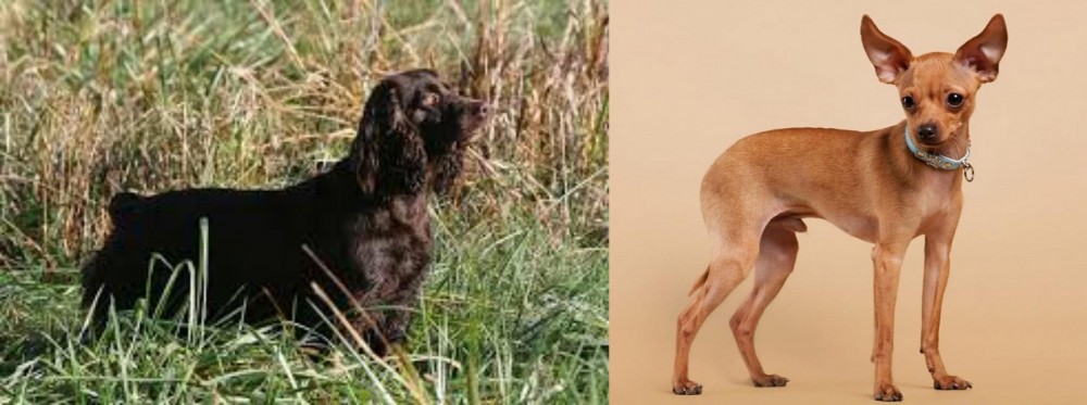 Russian Toy Terrier vs Boykin Spaniel - Breed Comparison