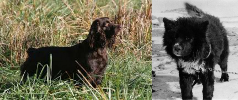 Sakhalin Husky vs Boykin Spaniel - Breed Comparison