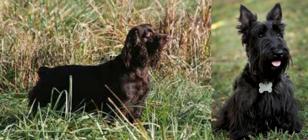 Scoland Terrier vs Boykin Spaniel - Breed Comparison