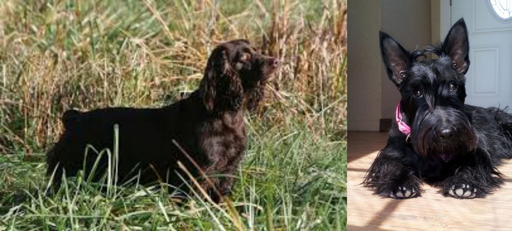 Scottish Terrier vs Boykin Spaniel - Breed Comparison