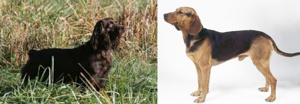 Serbian Hound vs Boykin Spaniel - Breed Comparison