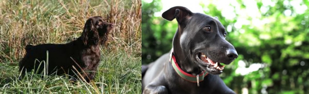 Shepard Labrador vs Boykin Spaniel - Breed Comparison