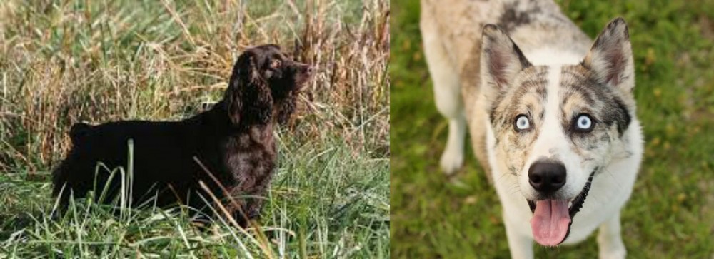 Shepherd Husky vs Boykin Spaniel - Breed Comparison