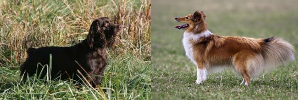 Shetland Sheepdog vs Boykin Spaniel - Breed Comparison