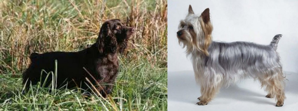 Silky Terrier vs Boykin Spaniel - Breed Comparison