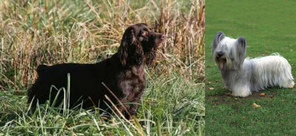 Skye Terrier vs Boykin Spaniel - Breed Comparison