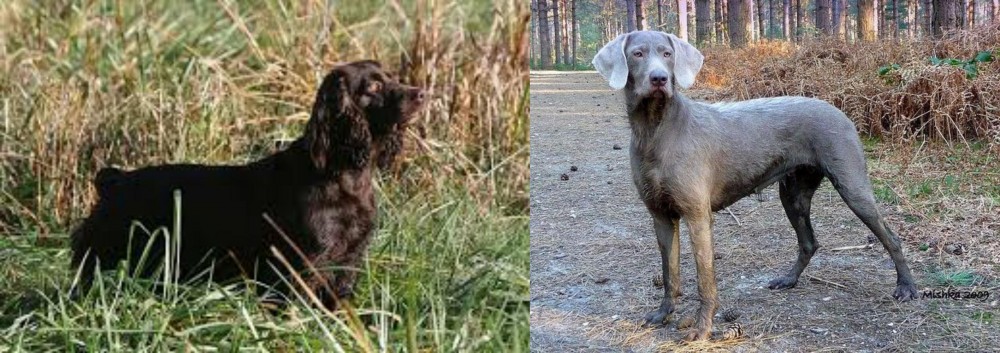 Slovensky Hrubosrsty Stavac vs Boykin Spaniel - Breed Comparison