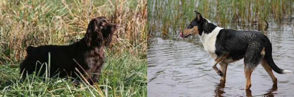 Smooth Collie vs Boykin Spaniel - Breed Comparison