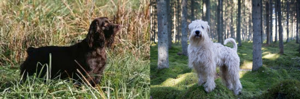 Soft-Coated Wheaten Terrier vs Boykin Spaniel - Breed Comparison