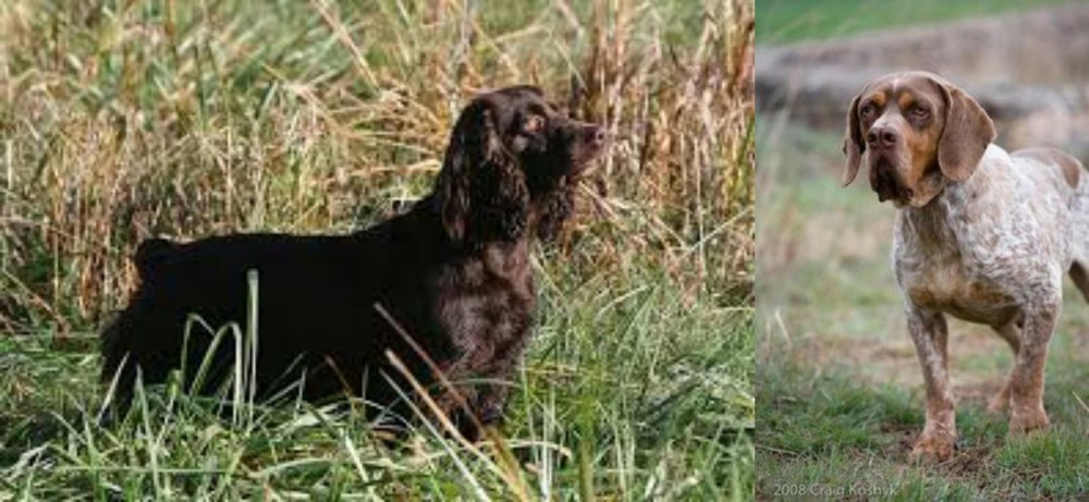 Spanish Pointer vs Boykin Spaniel - Breed Comparison