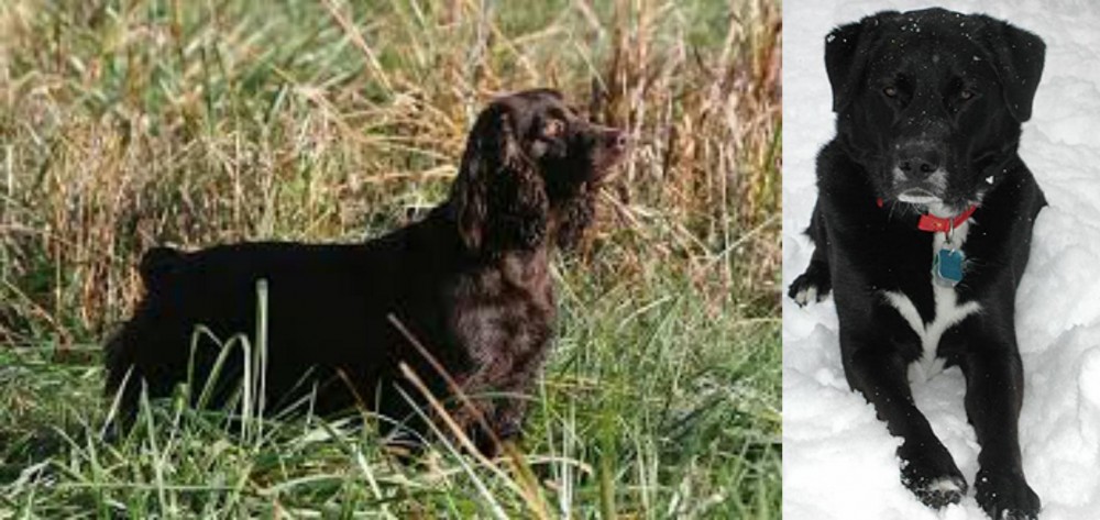 St. John's Water Dog vs Boykin Spaniel - Breed Comparison