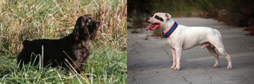 Staffordshire Bull Terrier vs Boykin Spaniel - Breed Comparison
