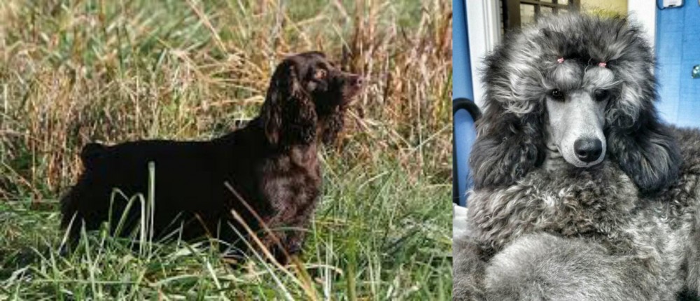 Standard Poodle vs Boykin Spaniel - Breed Comparison