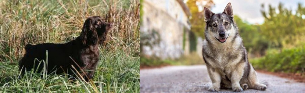 Swedish Vallhund vs Boykin Spaniel - Breed Comparison