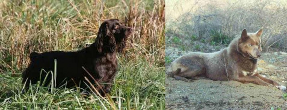 Tahltan Bear Dog vs Boykin Spaniel - Breed Comparison
