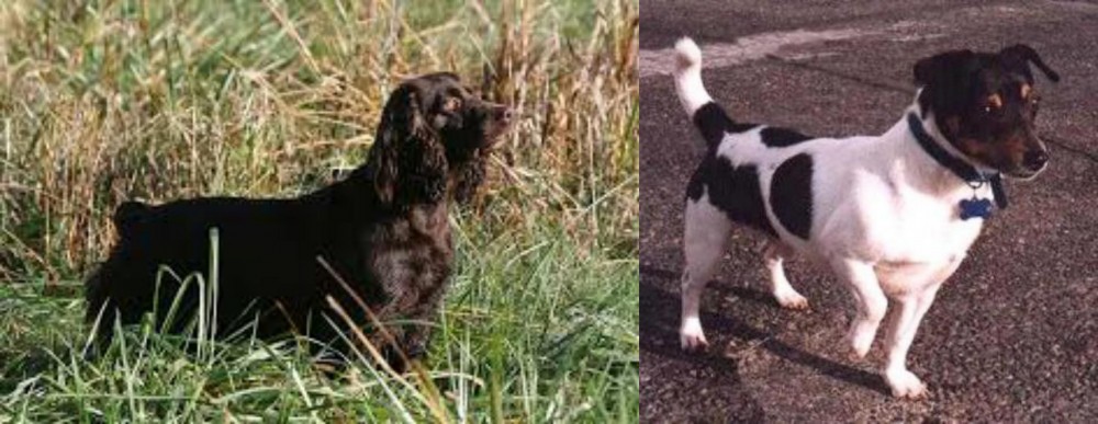 Teddy Roosevelt Terrier vs Boykin Spaniel - Breed Comparison
