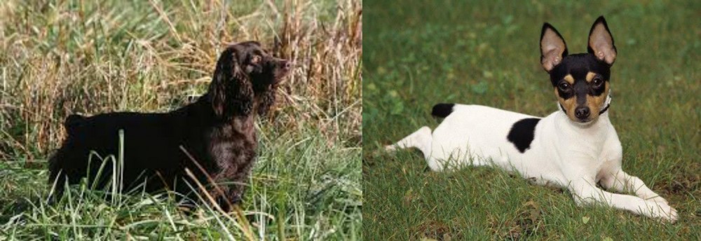 Toy Fox Terrier vs Boykin Spaniel - Breed Comparison
